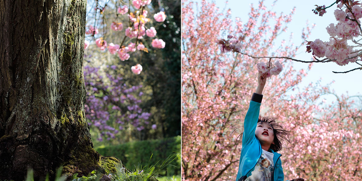 Hanami Parc de Sceaux Cerisiers en Fleurs