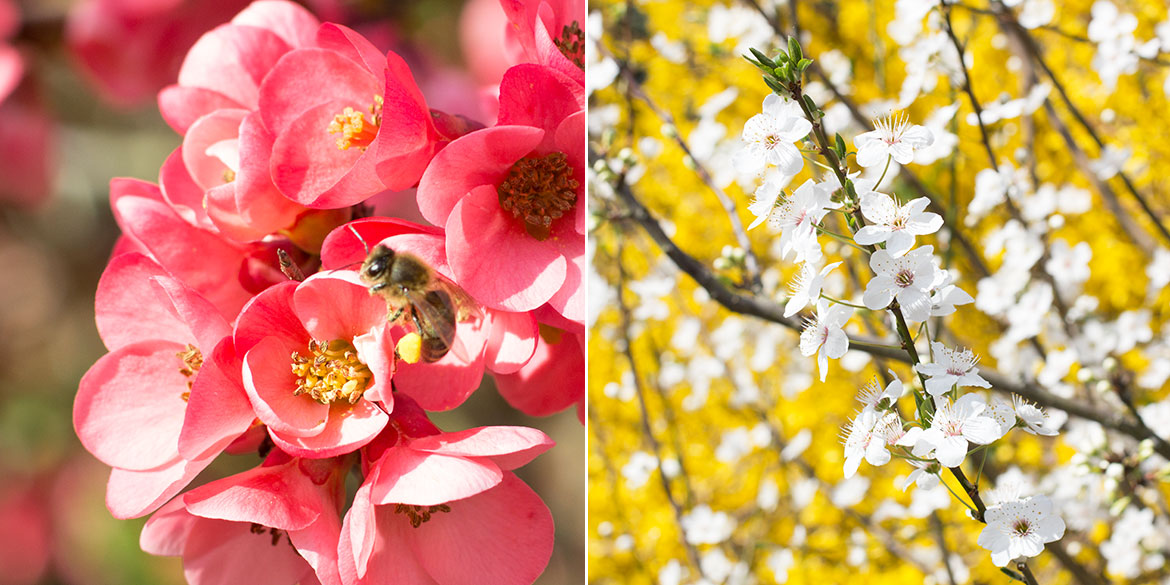 Printemps arbres en Fleurs et abeille qui butine